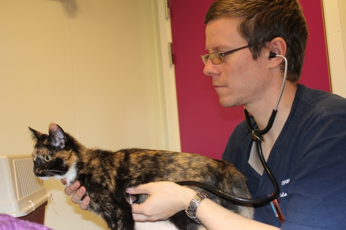 Katten blir grundig undersøkt før inngrepet